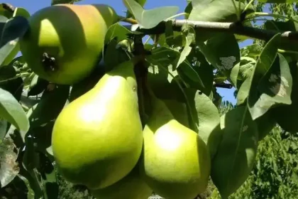 De ce ar trebui să mâncăm pere mai des toamna