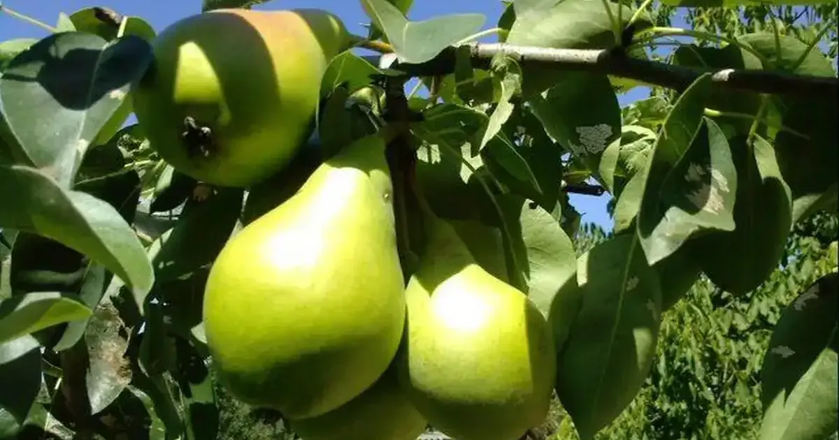De ce ar trebui să mâncăm pere mai des toamna