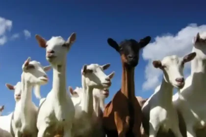 Exporturile de ovine și caprine, reluate până la finalul anului. Anunțul vaccinării