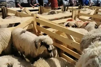 Festival pastoral „Coborâtul oilor” la Loman, Alba, pe 13 septembrie 2026