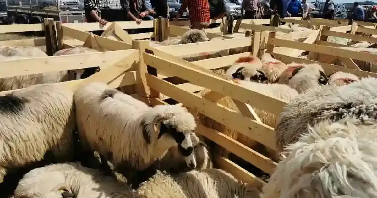 Festival pastoral „Coborâtul oilor” la Loman, Alba, pe 13 septembrie 2026
