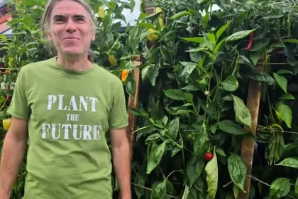 Informatician din Alba cultivă ardei de 2 metri pe perete