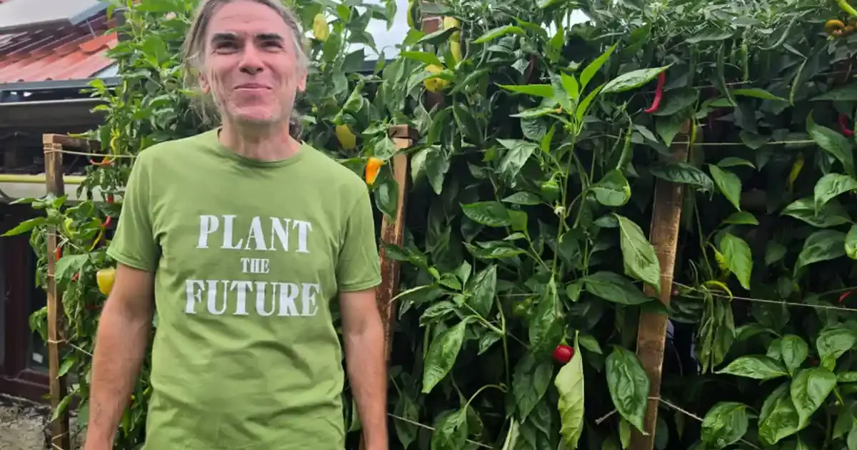 Informatician din Alba cultivă ardei de 2 metri pe perete