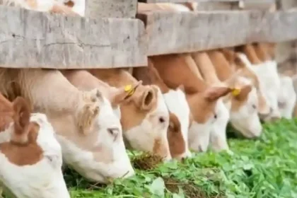 Modificări în ajutoarele de stat pentru fermieri: ce primesc crescătorii de porci și vite