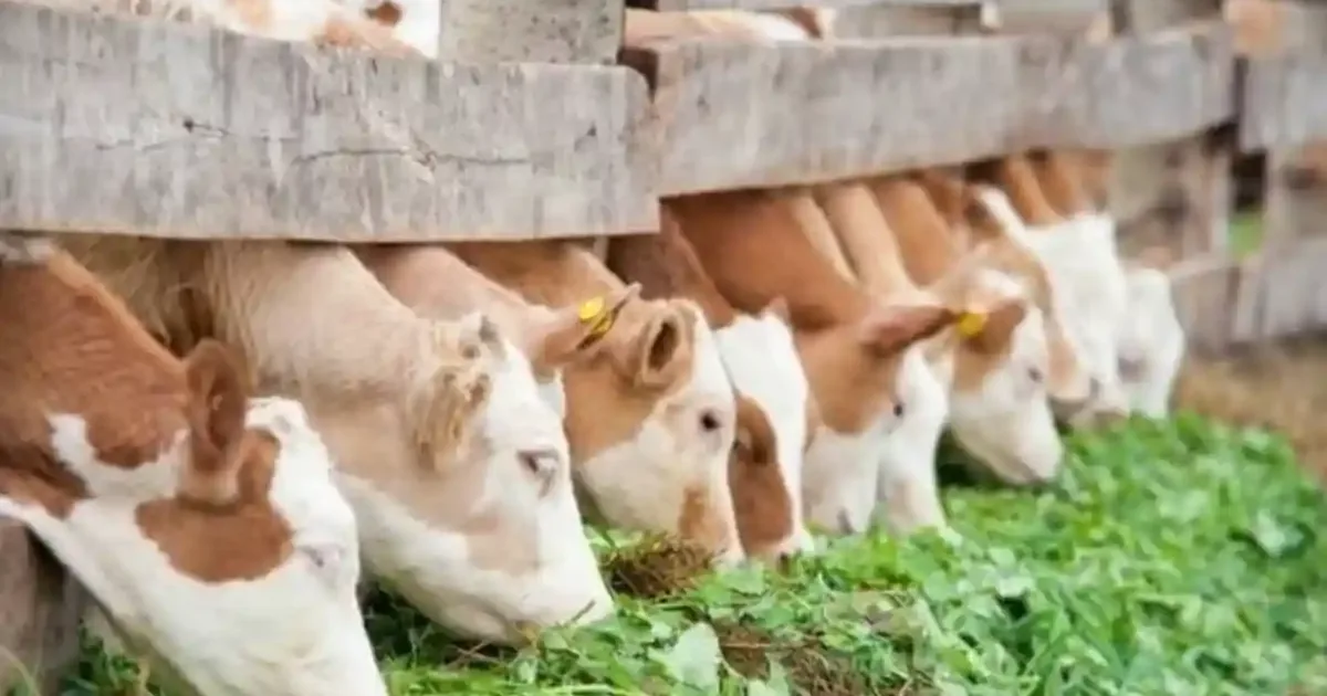 Modificări în ajutoarele de stat pentru fermieri: ce primesc crescătorii de porci și vite