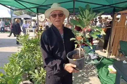 Pensionar din Alba cultivă smochini rezistenți la frig: „Să nu stau degeaba la pensie”