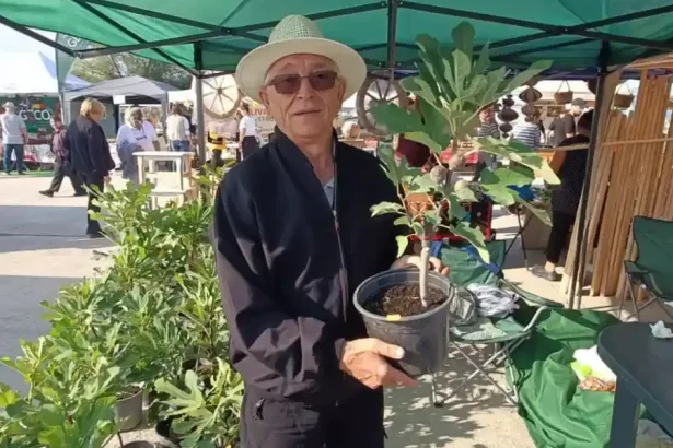 Pensionar din Alba cultivă smochini rezistenți la frig: „Să nu stau degeaba la pensie”