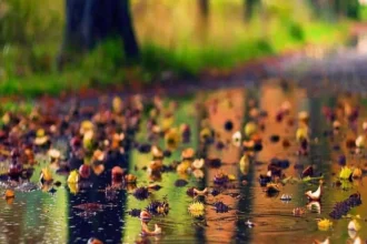 Prognoza meteo până în 12 octombrie 2026: temperaturi normale și puține ploi