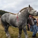 Spectacol de tracțiune și călărie la Micești: „Tropote în Țara Vinului”, program complet