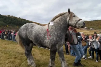 Spectacol de tracțiune și călărie la Micești: „Tropote în Țara Vinului”, program complet