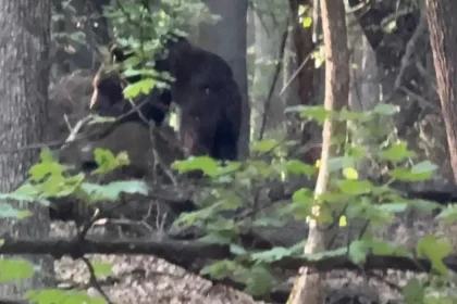 Urs semnalat în Izvoru Ampoiului: mesaj RO-ALERT pentru locuitorii din zonă