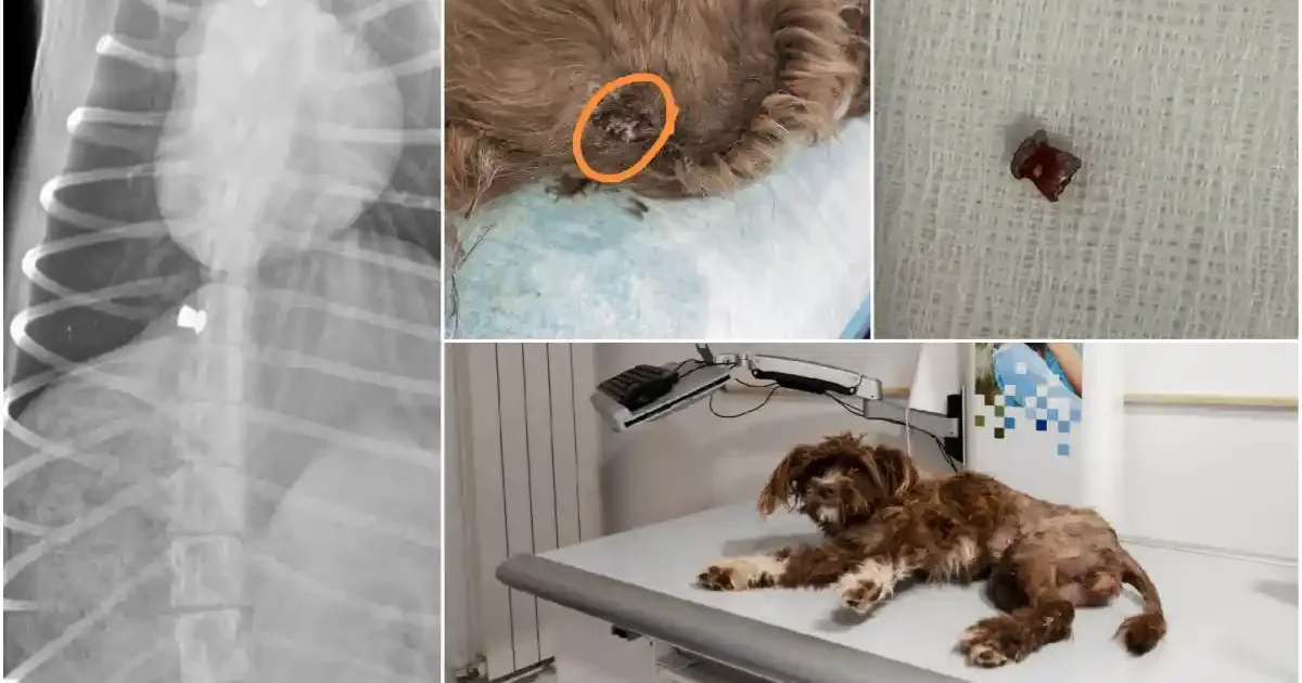Cățelușă împușcată în coloană la Sebeș, operată de urgență la Cluj. Salvatorii cer ajutor