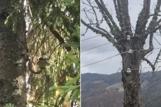 Copac în loc de stâlp de curent într-un sat din Alba. Localnicii se tem de o tragedie