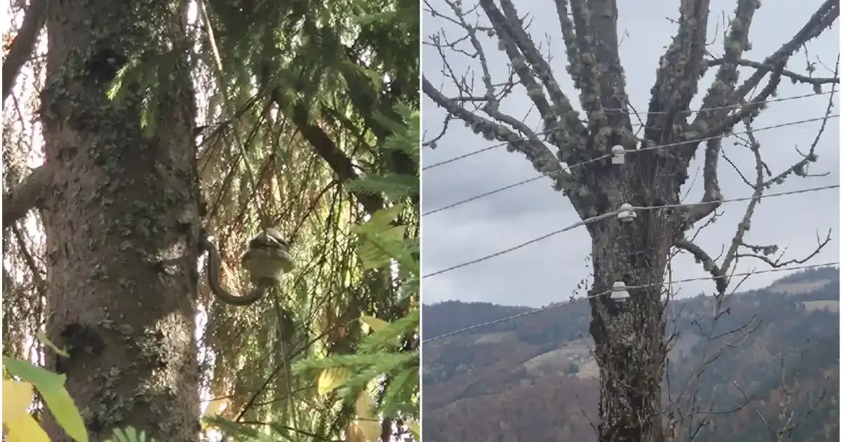Copac în loc de stâlp de curent într-un sat din Alba. Localnicii se tem de o tragedie
