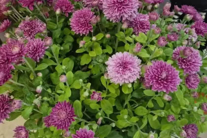 Crizantemele, florile toamnei. Îngrijire, temperaturi și pregătirea pentru iarnă