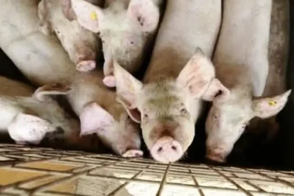 Focar de pestă porcină africană în județul vecin: restricții în mai multe localități