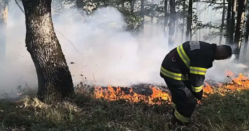 Incendiu în Răchita, Săsciori: focul arde în litiera pădurii
