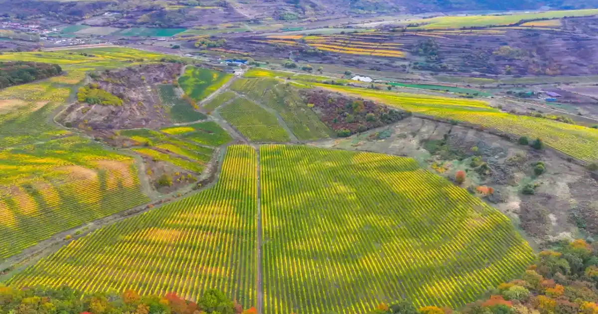 Jidvei: recoltó spectaculoasă de struguri în cea mai mare podgorie din România