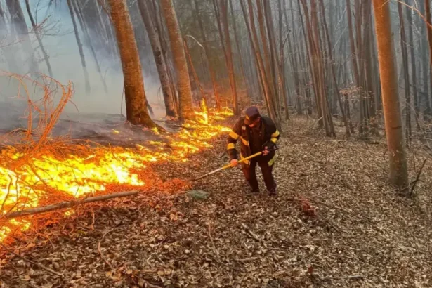 Normele privind incendiile de pădure, în consultare publică