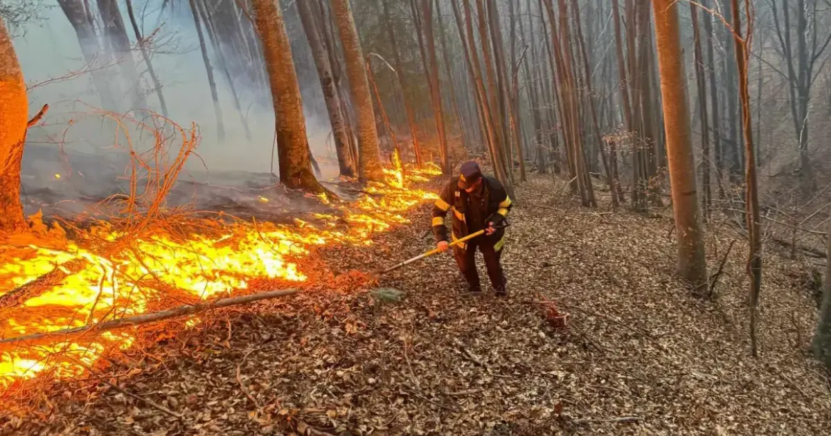 Normele privind incendiile de pădure, în consultare publică
