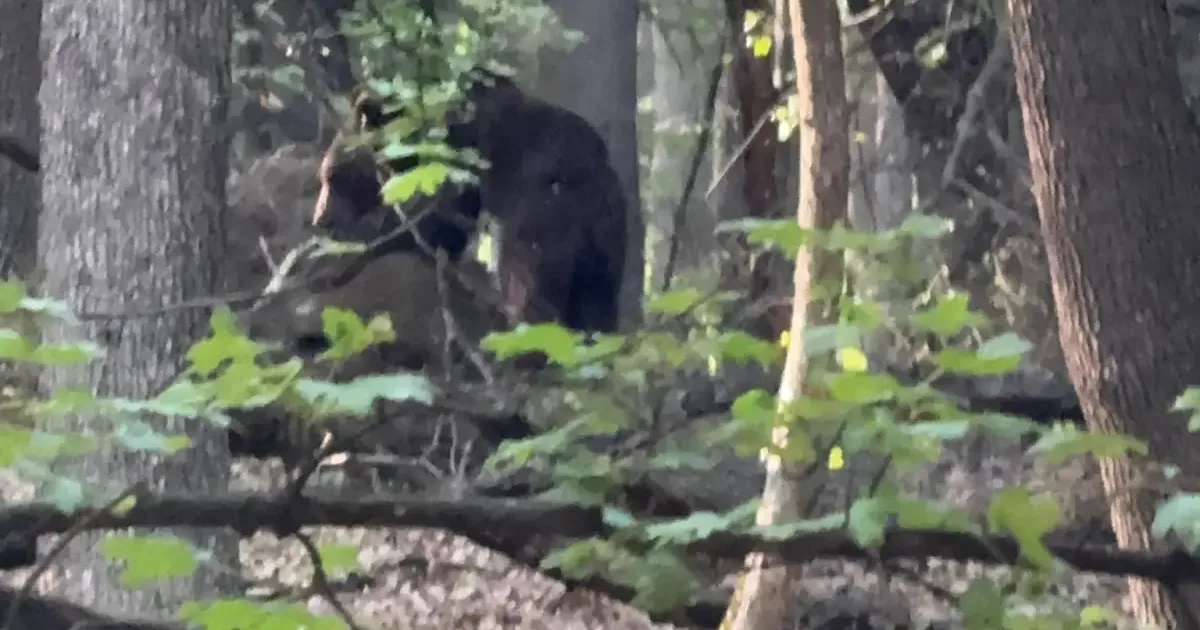 Un urs a fost semnalat în Căpâlna; autoritățile au emis mesaj RO-ALERT