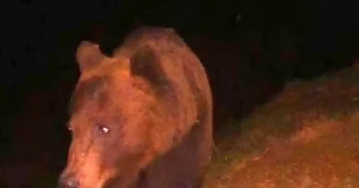 Urs semnalat în Căpâlna, Săsciori. Locuitorii au primit mesaj RO-ALERT