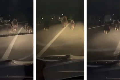 Urși pe carosabil, pe podul peste autostradă, în zona Lancrăm, pe direcția spre Alba Iulia