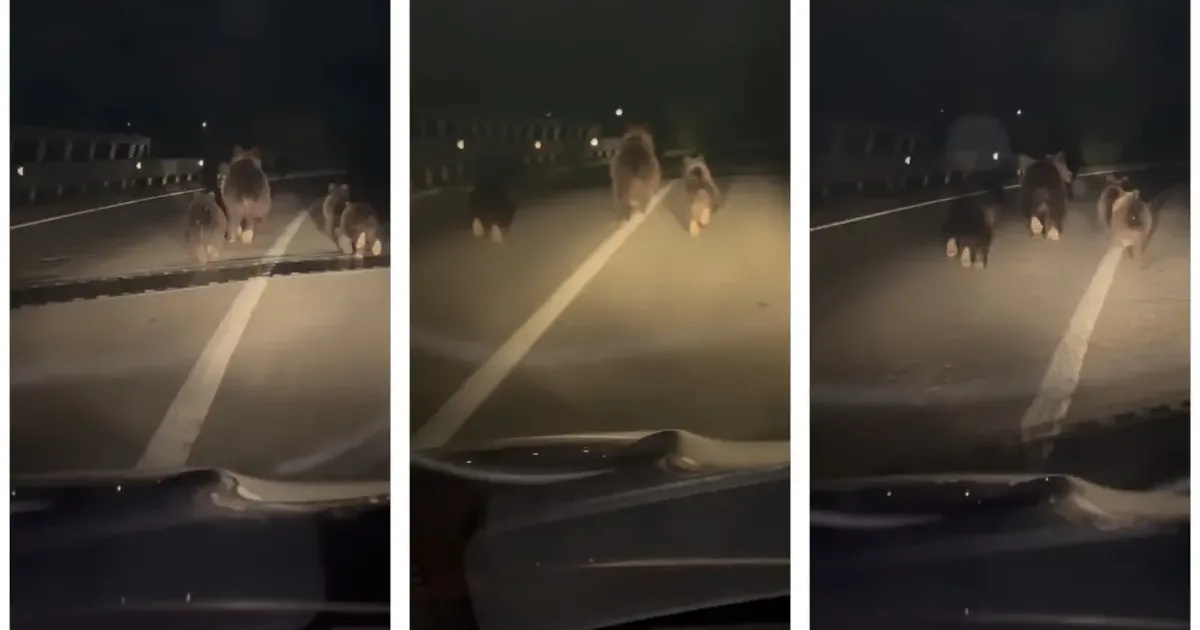 Urși pe carosabil, pe podul peste autostradă, în zona Lancrăm, pe direcția spre Alba Iulia